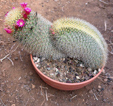 Mammillaria spinosissima - mammillaria,