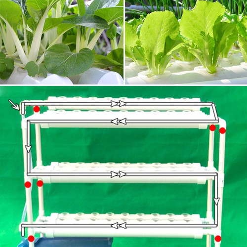 Pianta vegetale strati - vegetale,