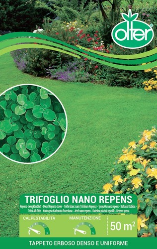 Trifoglio nano repens - trifoglio,