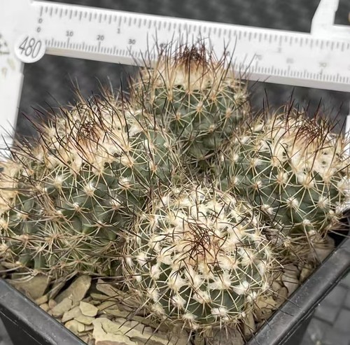 Turbinicarpus saueri ssp
