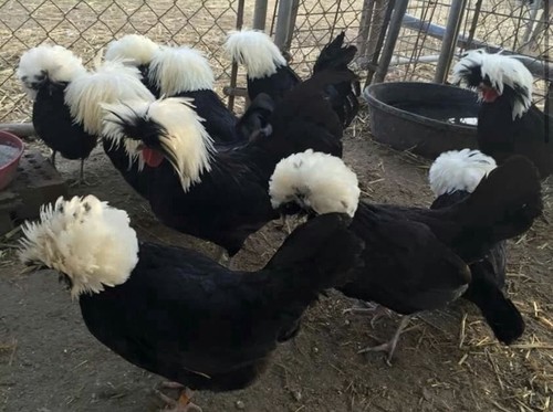 Uova marans - uova,