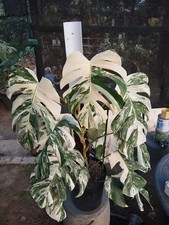 Monstera Albo White Tiger