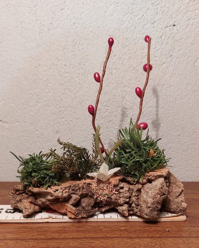 Siepe presepe albero con - siepe, fiori