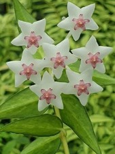Hoya BELLA Variegata LUIS BOIS