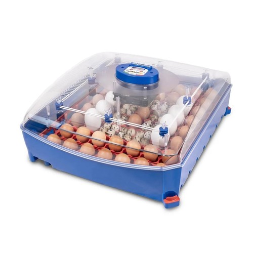 Incubatrice per uova borotto - incubatrice,