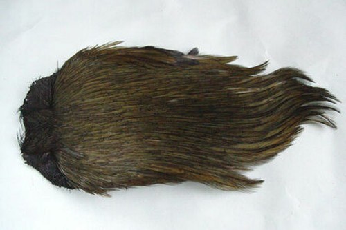 Collo gallo indiano - , oliva