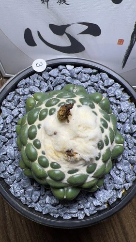 Vendita raro cactus