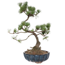Bonsai di Pino - Pinus