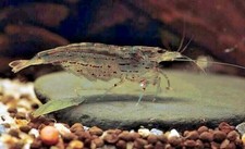 ✅  10 CARIDINE JAPONICA/AMANO/MULTIDENTATA Acquario +MANGIME OMG LOTTO x10