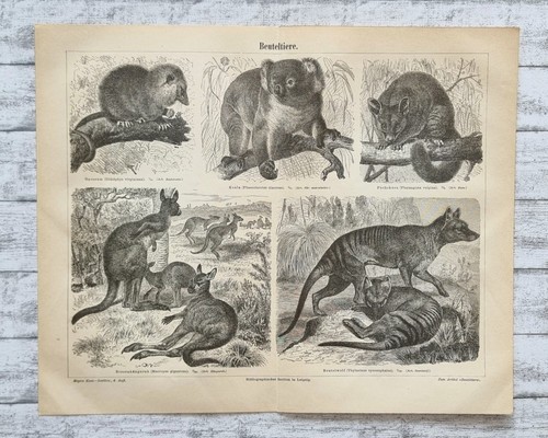 Marsupiali koala opossum - koala,