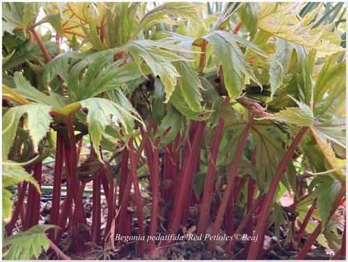 Begonia pedatifida red - begonia,