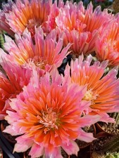 Echinocereus cv. "Steven's