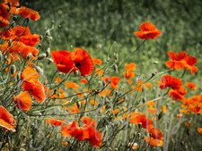 20.000 Semi Papavero Comune