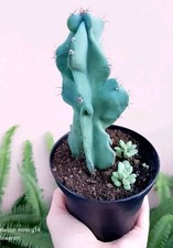 Cereus Uruguayanus Monstruosus