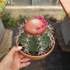 Melocactus bahiensis