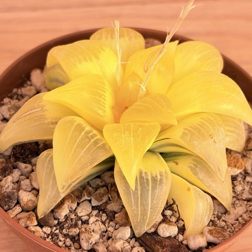 Haworthia atrofusca - , f