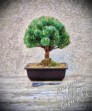 Pinus uncinata "Nana" -