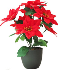 Fiori Di Stella Di Natale