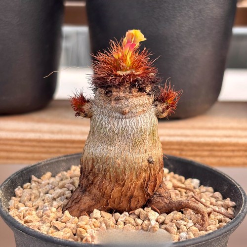 Pianta cactus succulenta - pianta,