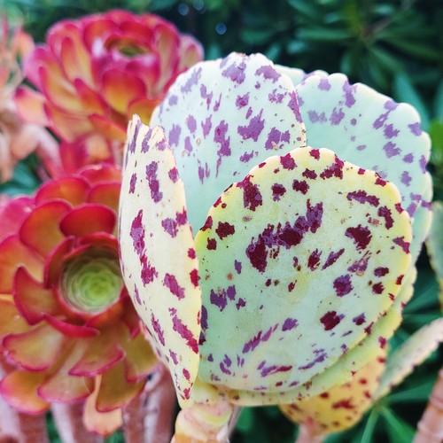 Kalanchoe marmorata - , 3x