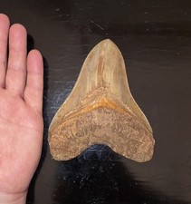 Dente megalodonte 3 - dente, 15.3