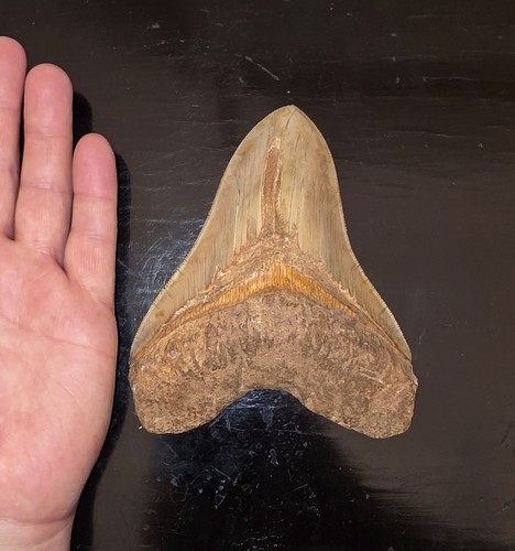 Dente megalodonte 3 - dente, 15.3