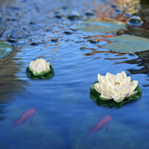 6pcs piante galleggianti - 6pcs, acqua