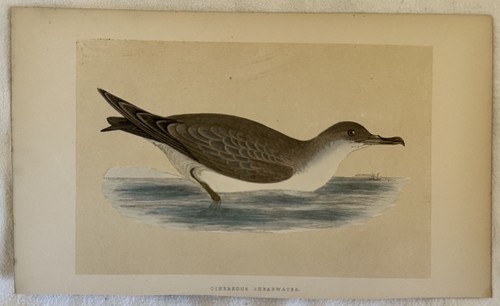 Cinereous shearwater berta - cinereous,