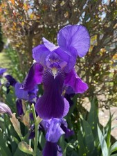 50 Bulbi Rizomi di Iris barbata - Germanica Viola