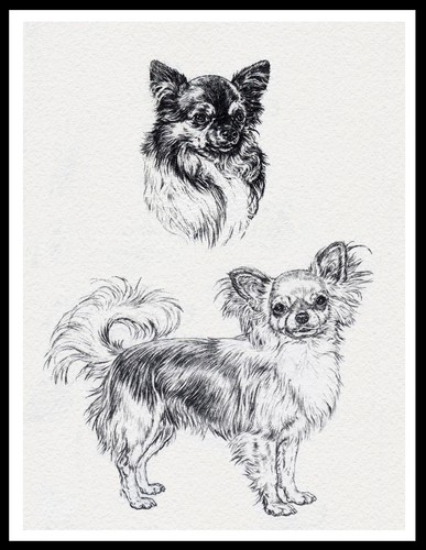 Poster stampa artistica - stampa, cane