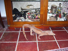 ANIMALE IMPAGLIATO CAIMANO del Sud America.  del 191O o 1920 circa.