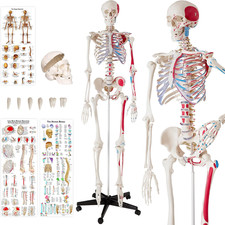 Modello Anatomico Di Scheletro