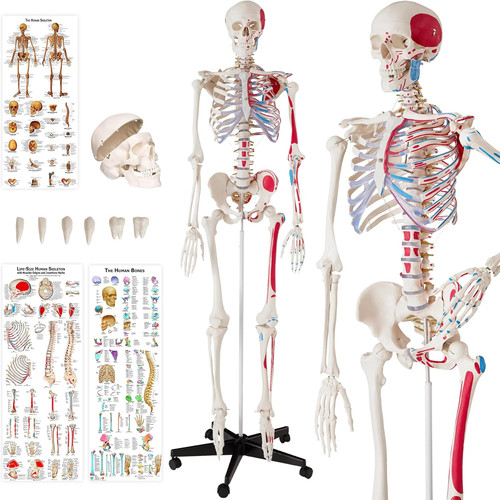 Modello anatomico scheletro - modello,