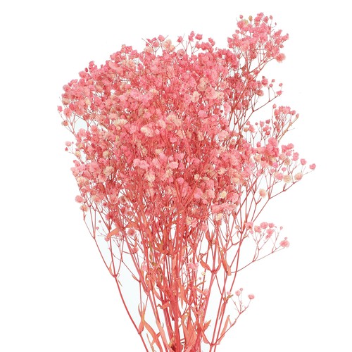 Fiori secchi gypsophila 17 - fiori,