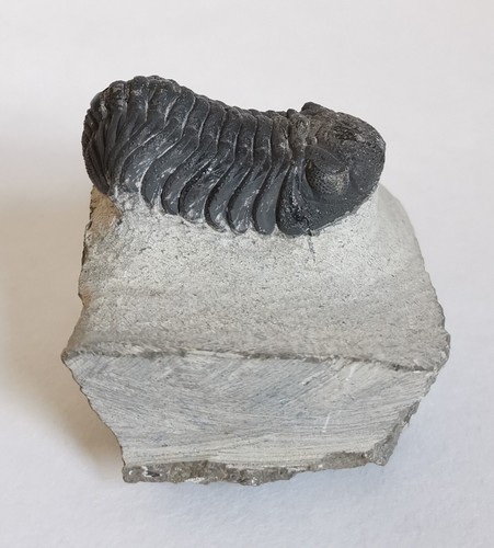 Echt 8cm drotops trilobit - 4,8cm,