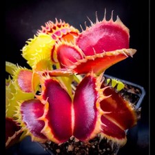 Dionea cracker - dionea,