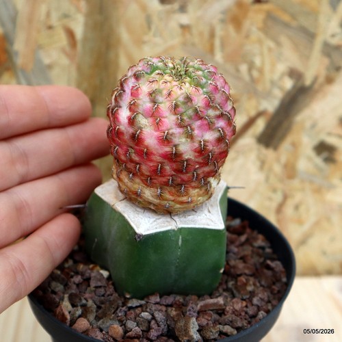 Sulcorebutia rauschii