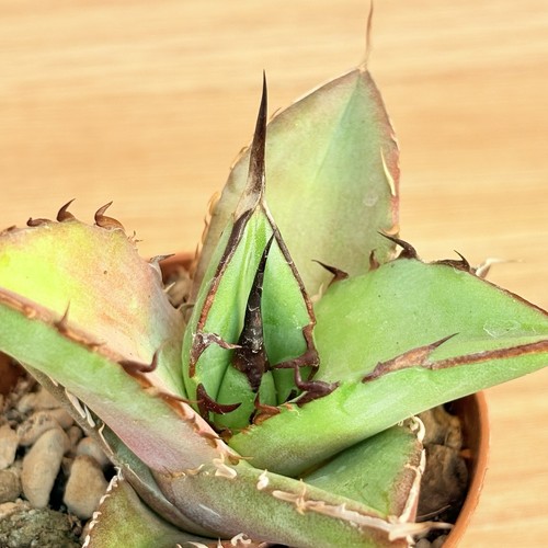 Agave titanota thunder pot - ,