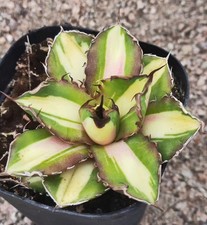 Rare Cacti Agave titanota