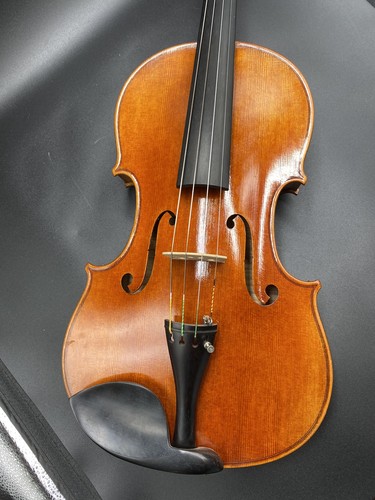 Viola etichettata giuseppe - viola,