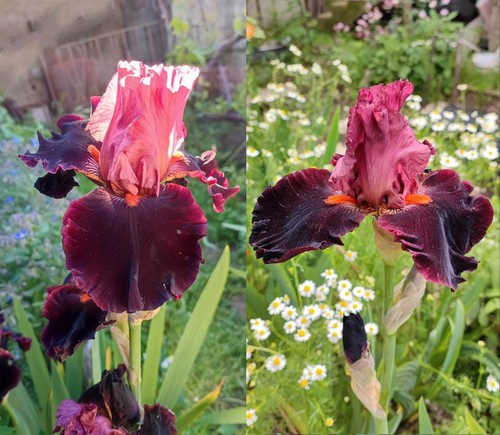Iris barbata - (5, bulbi)
