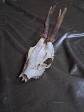 Cranio di Capriolo