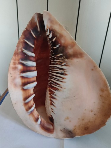 Conchiglia shell cassis - shell,