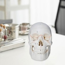 Modello di cranio numerato rimovibile berretto di cranio modello di cranio