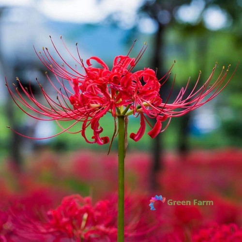Bulbi lycoris gigli uragano - bulbi,