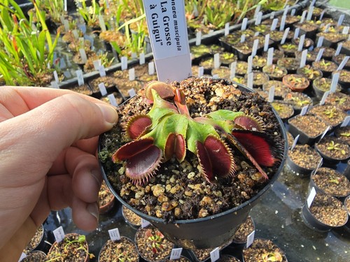 Dionaea muscipula grosse - "la,