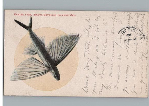 Cartolina vintage del 1904 - vintage, di