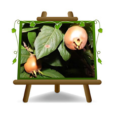 Nespolo di Germania  alberi da