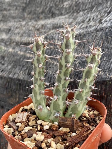 Rarepiante succulente - rarepiante,