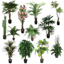 Grandi alberi e piante